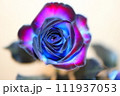 青いバラ 111937053