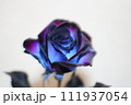 青いバラ 111937054