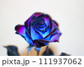青い薔薇 111937062