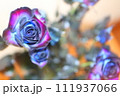 青いバラ 111937066