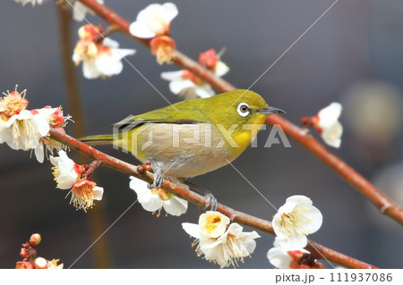 梅の密を求めて羽ばたくメジロ  　　　　　　　   111937086
