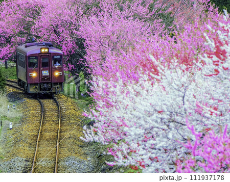 ピンクの桃の花とわたらせ渓谷鉄道 111937178