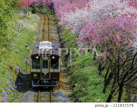 桃の花咲く桃源郷を走る列車 桃の花咲く桃源郷を走る列車 111937179