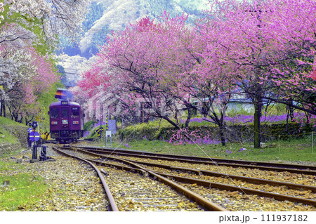 ピンクの桃の花とローカル列車 111937182