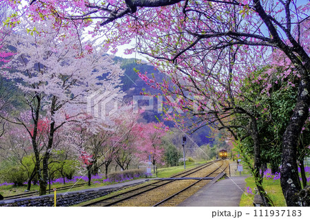 美しい桜と花桃咲く神戸駅 111937183