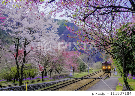 満開の桜のトンネルとローカル列車 111937184