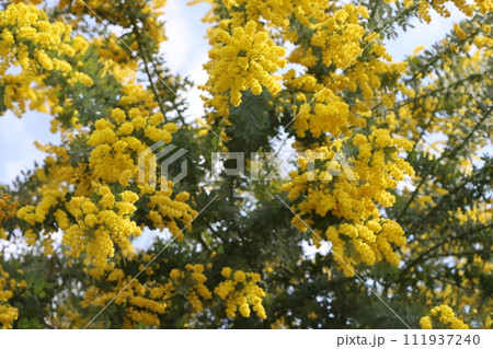 春の太陽が差し込んで鮮やかなアカシアの花 111937240