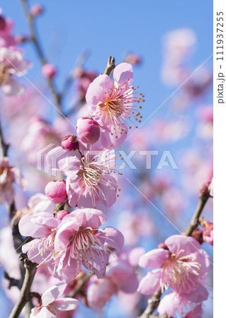 ピンクの梅の花 ピンクの梅の花 111937255