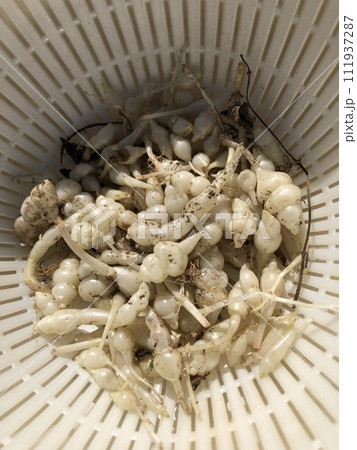 チョロギ チョロギ 111937287