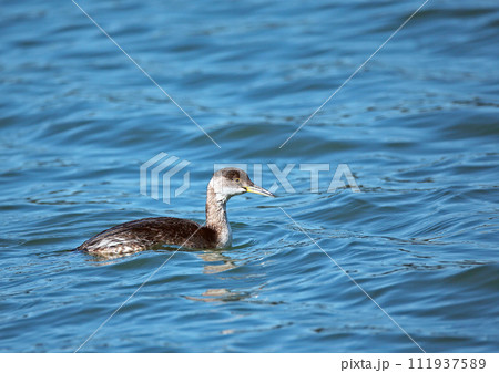 アカエリカイツブリ_20130507_3953 111937589