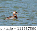 アカエリカイツブリ_20130507_4007 アカエリカイツブリ_20130507_4007 111937590