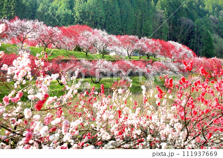 阿智・月川温泉花桃の里 阿智・月川温泉花桃の里 111937669