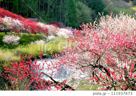 阿智・月川温泉花桃の里 111937673