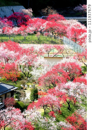 阿智・月川温泉花桃の里 阿智・月川温泉花桃の里 111937679