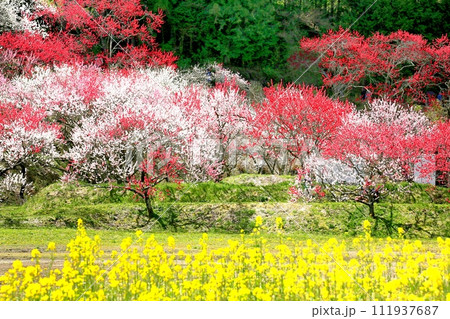 阿智・月川温泉花桃の里 阿智・月川温泉花桃の里 111937687