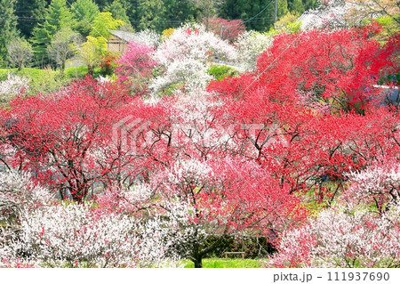 阿智・月川温泉花桃の里 阿智・月川温泉花桃の里 111937690