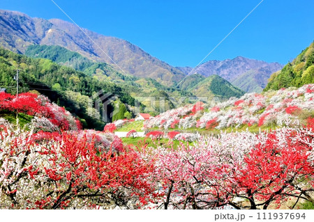 阿智・月川温泉花桃の里 111937694