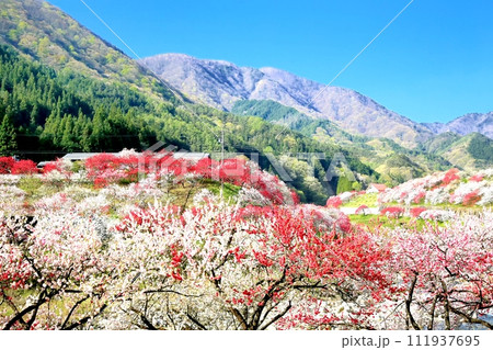 阿智・月川温泉花桃の里 111937695