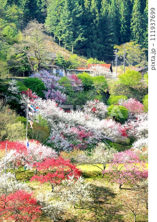 阿智・月川温泉花桃の里 阿智・月川温泉花桃の里 111937699