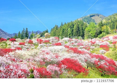阿智・月川温泉花桃の里 阿智・月川温泉花桃の里 111937706