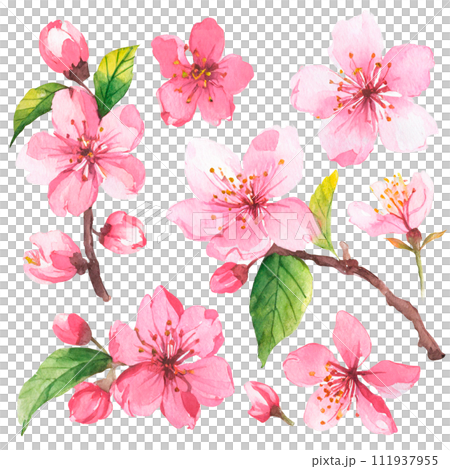 Illustration of cherry blossoms with watercolor touch 111937955