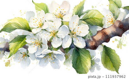 水彩タッチの桜のイラスト 水彩タッチの桜のイラスト 111937962