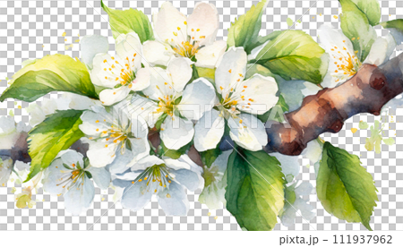 水彩タッチの桜のイラスト 水彩タッチの桜のイラスト 111937962