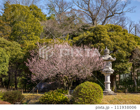 日本庭園に咲く梅の花【見驚】 111938006