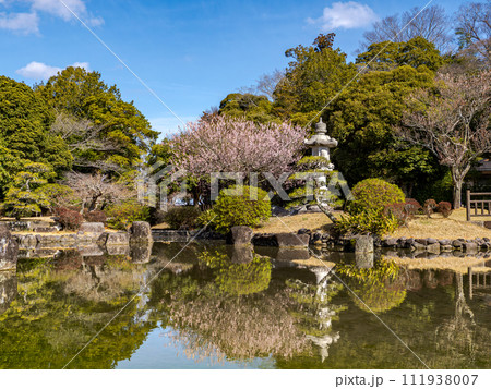 日本庭園に咲く梅の花【見驚】と青空 日本庭園に咲く梅の花【見驚】と青空 111938007