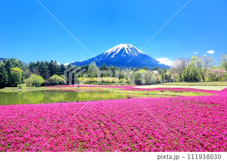 芝桜と富士山 芝桜と富士山 111938030