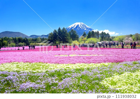 芝桜と富士山 芝桜と富士山 111938032