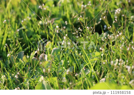 空地に生える雑草 空地に生える雑草 111938158