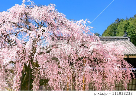 麻績の舞台桜 麻績の舞台桜 111938238