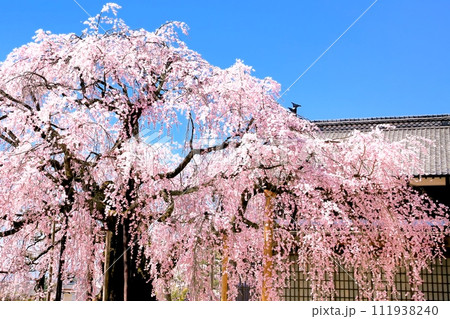麻績の舞台桜 111938240