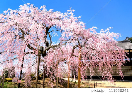 麻績の舞台桜 麻績の舞台桜 111938241
