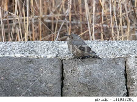 東京港野鳥公園　イソヒヨドリ 111938296