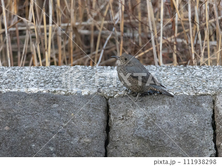 東京港野鳥公園 イソヒヨドリ 東京港野鳥公園 イソヒヨドリ 111938298