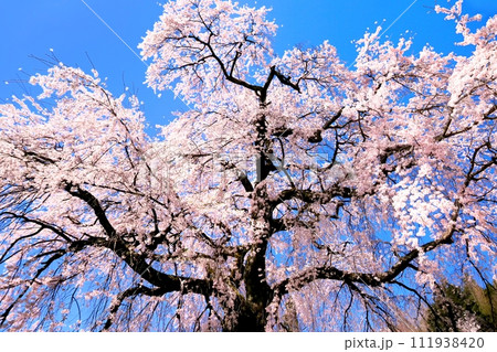 石塚桜 石塚桜 111938420