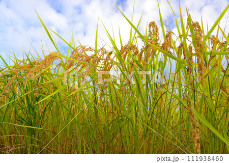 実った稲穂 111938460