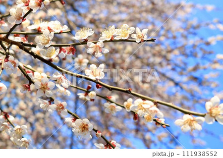 春の訪れを告げる梅の花 春の訪れを告げる梅の花 111938552