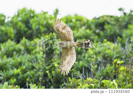 ハイタカ幼鳥飛翔 ハイタカ幼鳥飛翔 111938580