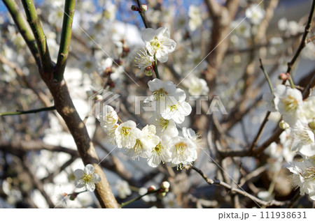 梅の花 梅の花 111938631