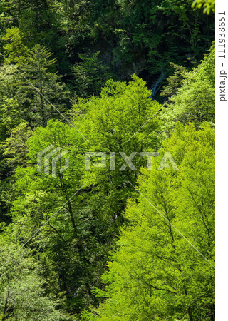 新緑が美しい初夏の山間風景 新緑が美しい初夏の山間風景 111938651