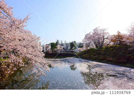 満開の桜　花筏　松が岬公園　さくら　サクラ　ソメイヨシノ 111938769
