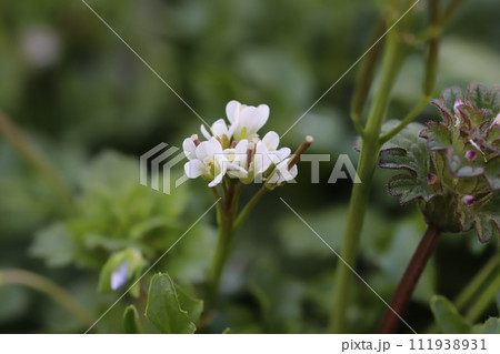 冬の道端に咲くタネツケバナの白い花 冬の道端に咲くタネツケバナの白い花 111938931