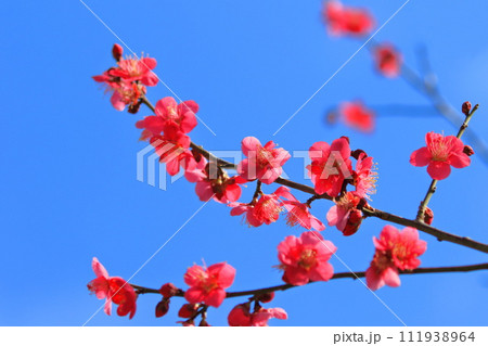 真っ赤な梅の花　紅千鳥（べにちどり）　 111938964