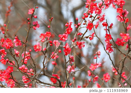 真っ赤な梅の花 紅千鳥(べにちどり) 真っ赤な梅の花 紅千鳥(べにちどり) 111938969