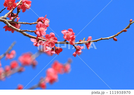 真っ赤な梅の花　紅千鳥（べにちどり）　 111938970