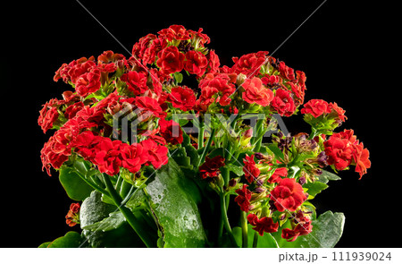 Kalanchoe red flowers on a black background 111939024