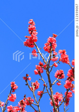真っ赤な梅の花　大盃（おおさかずき）　 111939067